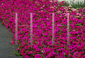 Picture of Petunia x hybrida 'Purple Wave'