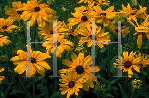 Picture of Rudbeckia hirta 'Indian Summer'