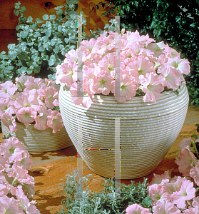 Picture of Petunia x hybrida 'Celebrity Chiffon Morn'