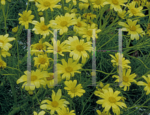 Picture of Coreopsis gigantea 