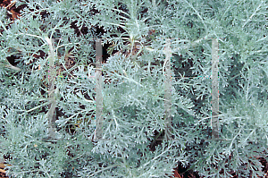 Picture of Artemisia pycnocephala 
