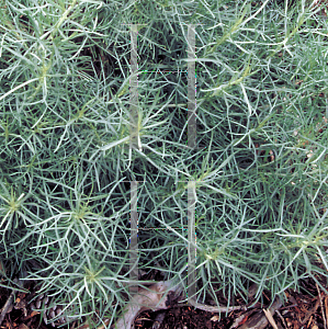 Picture of Artemisia nesiotica 
