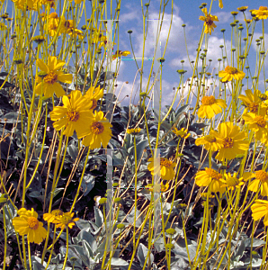 Picture of Machaeranthera orcuttii 