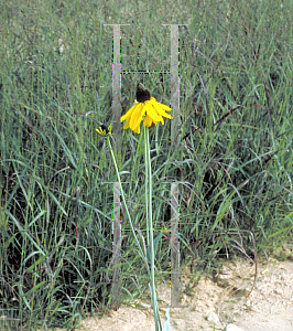 Picture of Rudbeckia maxima 