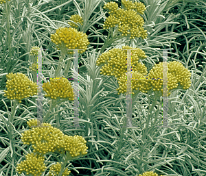 Picture of Helichrysum italicum ssp. serotinum 