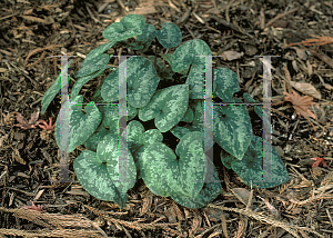 Picture of Asarum nipponicum 