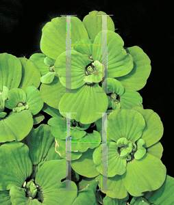 Picture of Pistia stratoites 