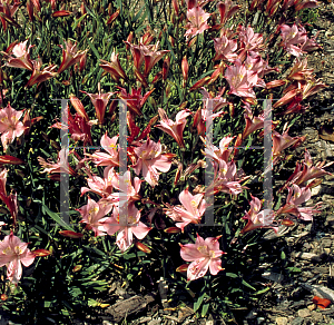 Picture of Alstroemeria hookeri 