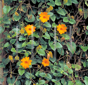 Picture of Thunbergia gregorii 