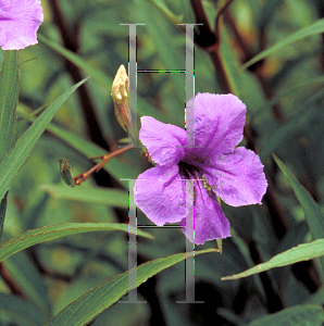 Picture of Ruellia nudiflora 