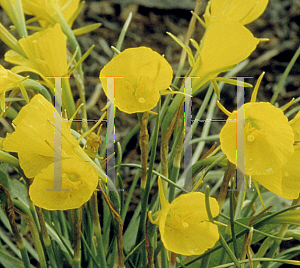 Picture of Narcissus bulbocodium 