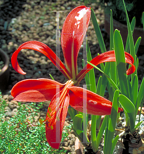 Picture of Sprekelia formosissima 'Superba'