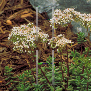 Picture of Sedum album 