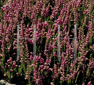 Picture of Calluna vulgaris 'Redwings'