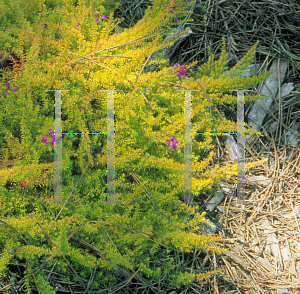 Picture of Erica cinerea 'Golden Drop'