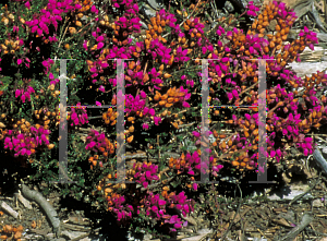 Picture of Erica cinerea 'Atropurpurea'