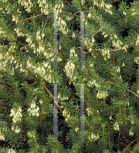 Picture of Erica carnea 'Springwood White'