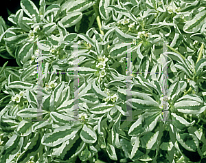 Picture of Euphorbia marginata 