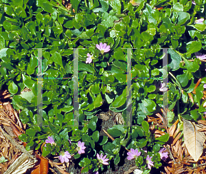 Picture of Scaevola  'Mauve Clusters'