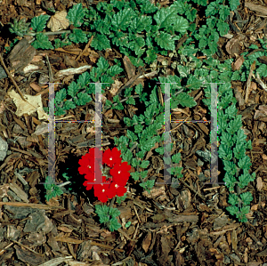 Picture of Verbena peruviana 