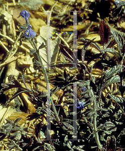 Picture of Salvia sinaloensis 