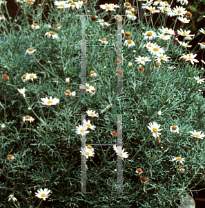 Picture of Argyranthemum vera 