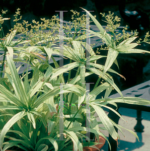 Picture of Cyperus albostriatus 'Variegatus'