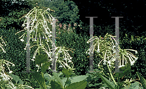 Picture of Nicotiana sylvestris 