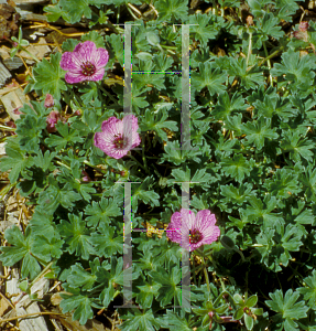 Picture of Geranium cinereum 'Ballerina'