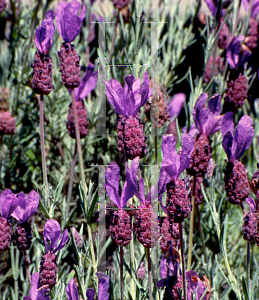 Picture of Lavandula stoechas 