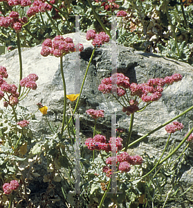 Picture of Eriogonum grande var. rubescens 