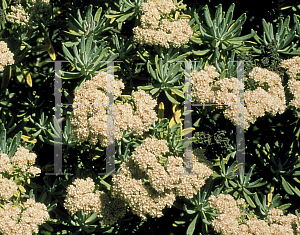 Picture of Eriogonum arborescens 