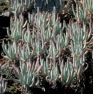 Picture of Dudleya virens 