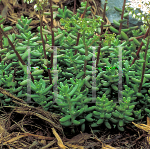 Picture of Sedum album 