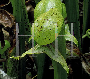 Picture of Darlingtonia californica 