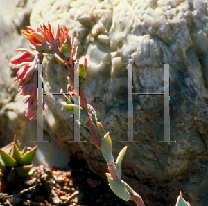 Picture of Echeveria peacockii 