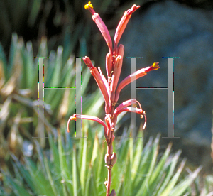 Picture of Agave parviflora 