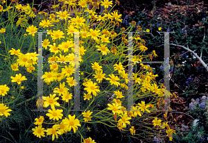 Picture of Coreopsis gigantea 