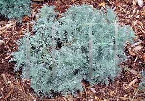 Picture of Artemisia pycnocephala 