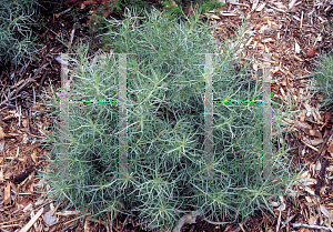 Picture of Artemisia nesiotica 