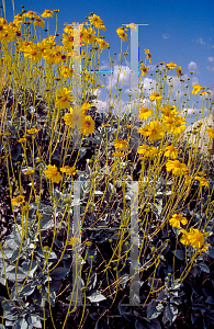 Picture of Machaeranthera orcuttii 