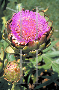 Picture of Cynara scolymus 'Imperial Star'