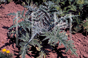 Picture of Cynara scolymus 'Large Green Globe'