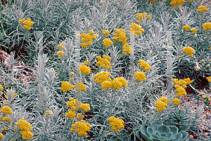 Picture of Helichrysum italicum ssp. serotinum 