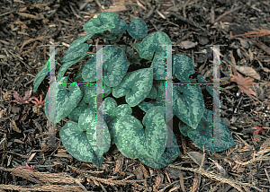 Picture of Asarum nipponicum 