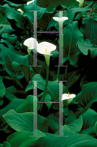 Picture of Zantedeschia aethiopica 