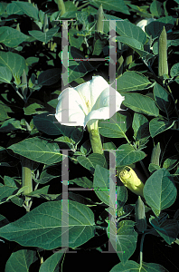 Picture of Datura metel 