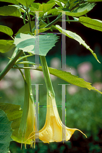 Picture of Brugmansia  'Charles Grimaldi'