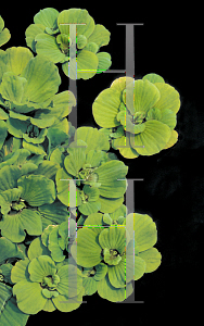 Picture of Pistia stratoites 