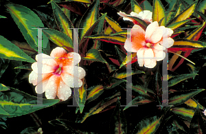 Picture of Impatiens x hawkeri 'New Guinea'